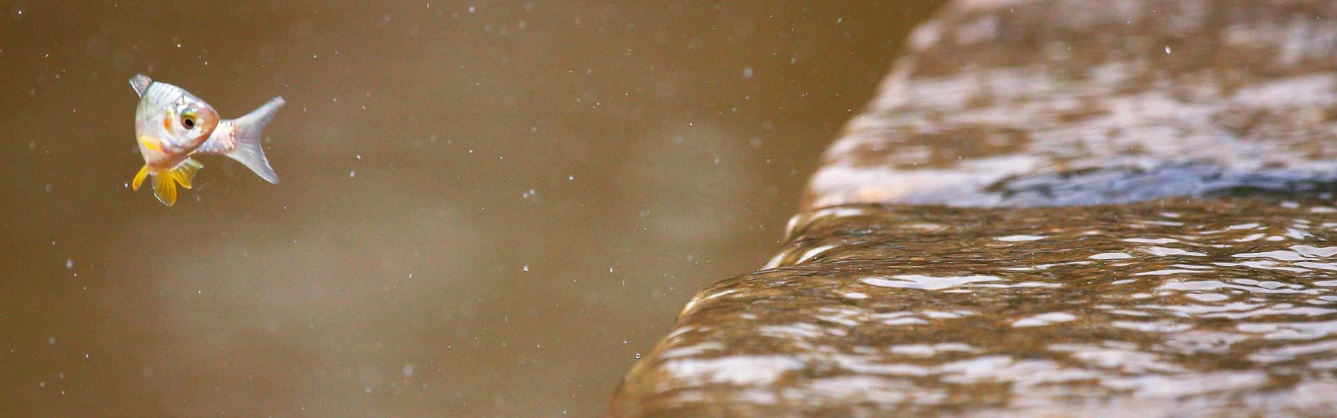 Fish Migration Desert